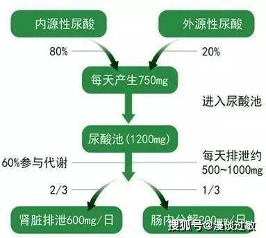 微生态疗法:治疗高尿酸和痛风的新途径_手机搜狐网