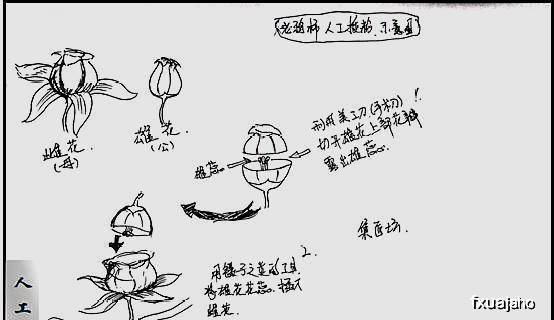 成语枝什么根_成语故事简笔画(5)