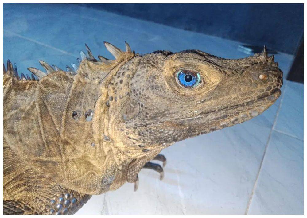 菲律宾网友上传的蓝眼斑帆蜥照片,也让这种巨龙更添神秘色彩!