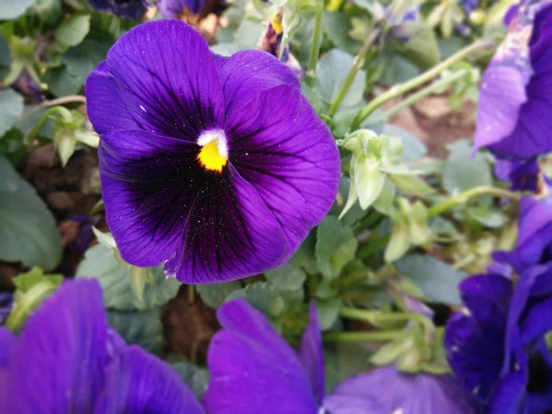 夏天不适合养花?这些花朵好养护!