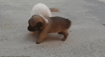 91676b65697a43438e8c8884d2c7c250.gif