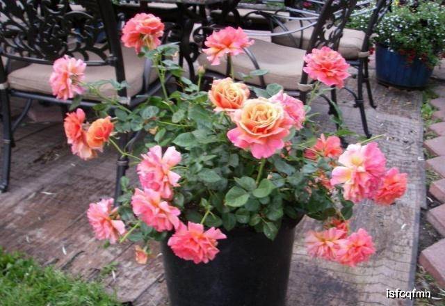 月季花怎样修剪才能开的好 b3f63715fa6b404d9c44e5bae2f76776.jpeg