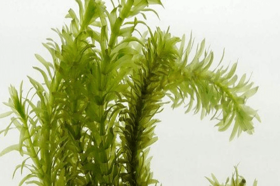 67沉水植物黑藻