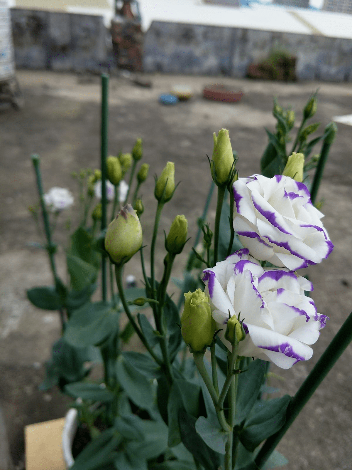 花友|那是因为没注意4点,现在学还来得及买回家的花总消苞
