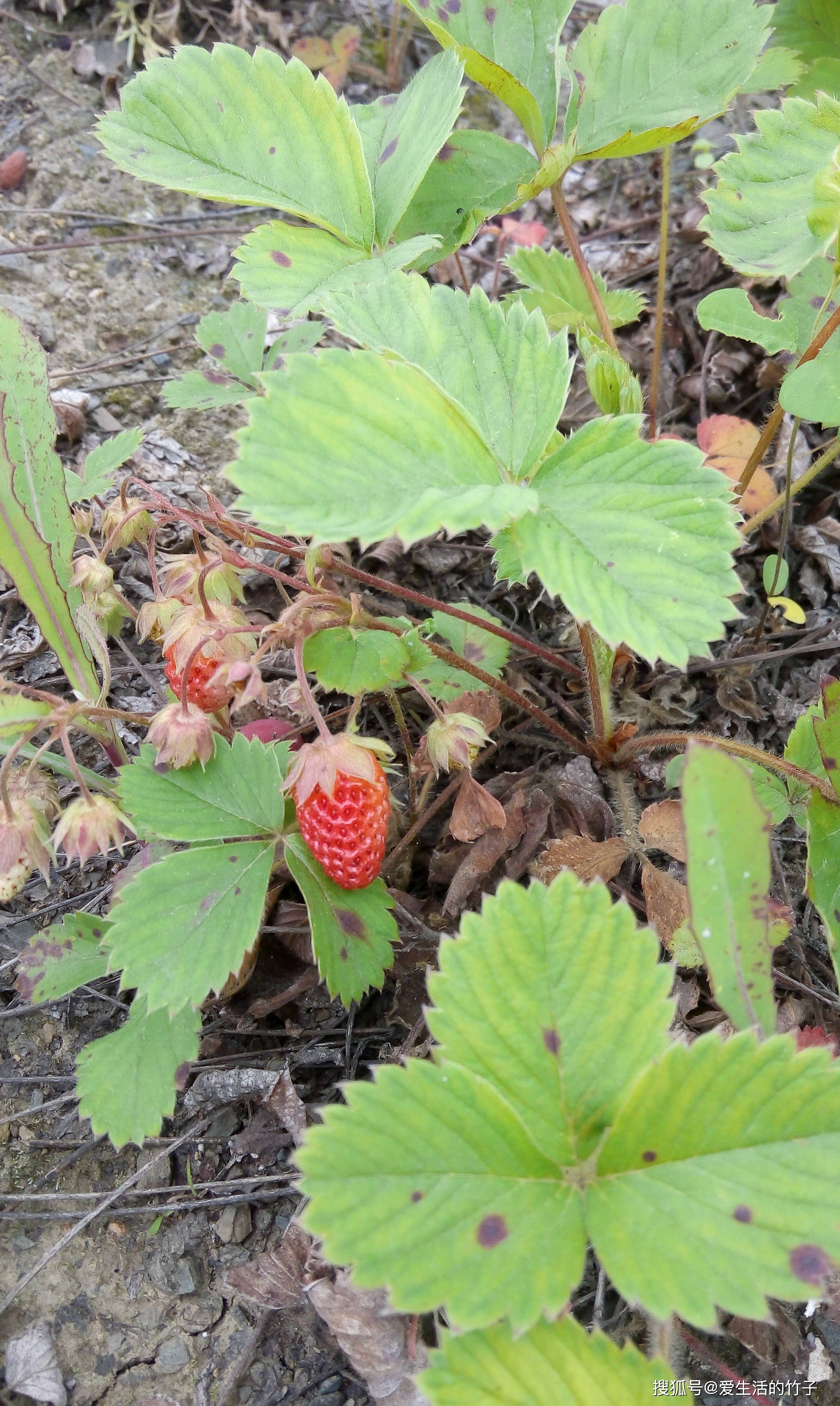 原创野生草莓:可遇而不可求,你熟悉但不知道的亲民水果皇后