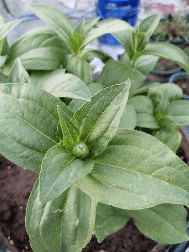 花友|那是因为没注意4点，现在学还来得及买回家的花总消苞