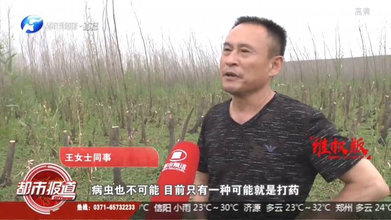 中铁二十局宿鸭湖项目部：或许水位下降造成柳树死亡，竹柳枯死，原因为何？ 