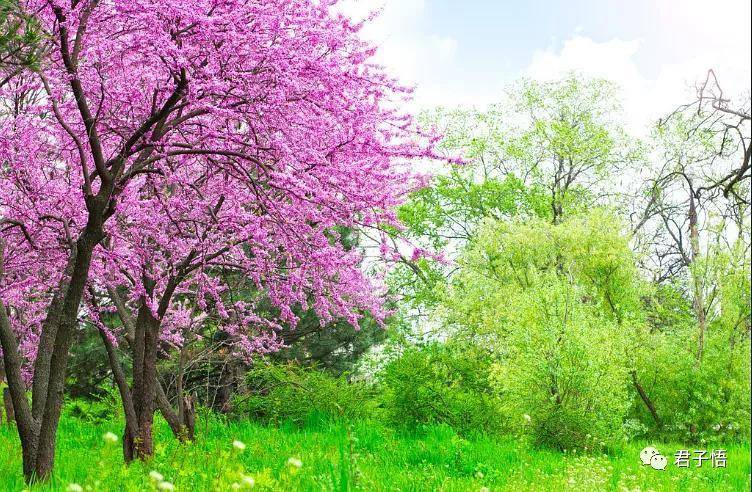 怎么样才能来桃花 14d74b56a7fd430c8db67aa94ebafcd4.jpeg