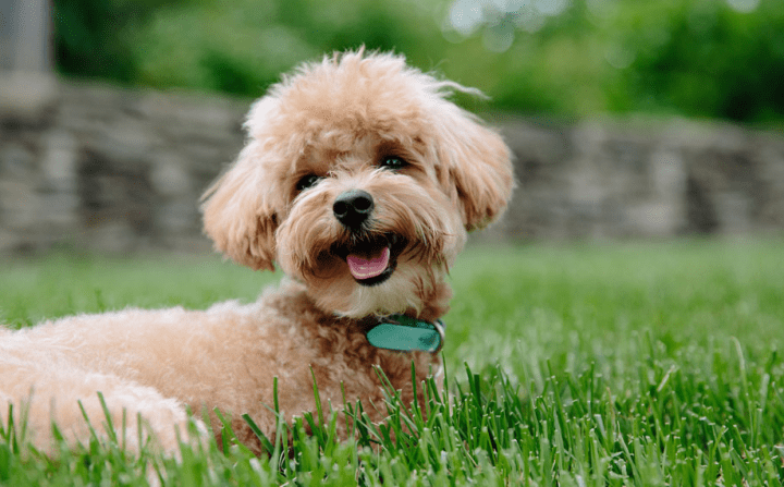 狗狗毛发不好缺什么 2a53f08522b5436093285e9e6cc254c9.png