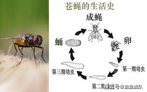 苍蝇习性特征及有效的室内灭蝇方法