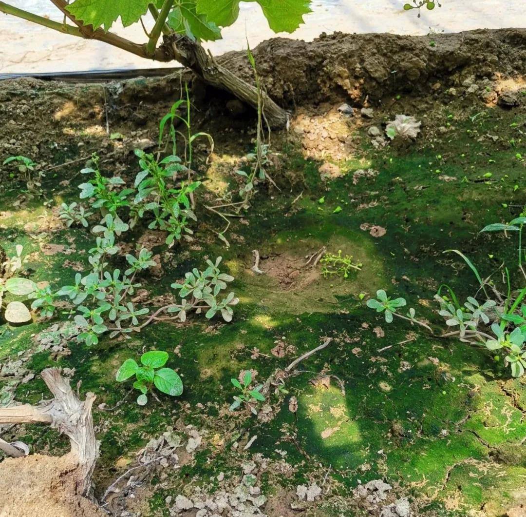 一,土壤长青苔症状发生原因 1,泥土湿度大,湿润:青苔为苔藓类动物