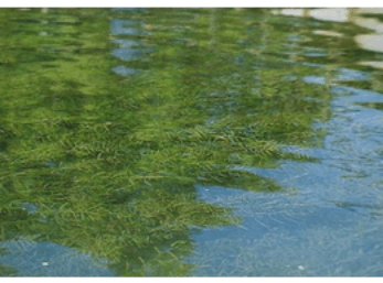 沉水植物|微齿眼子菜——鱼虾都爱它