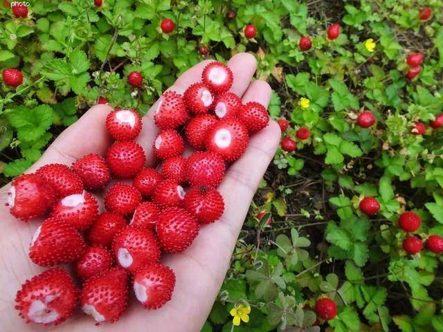 农村很常见形似草莓的蛇莓能不能吃它真的是蛇的食物