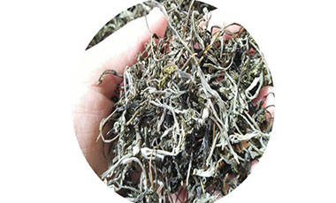 文冠茶的功效_文冠果