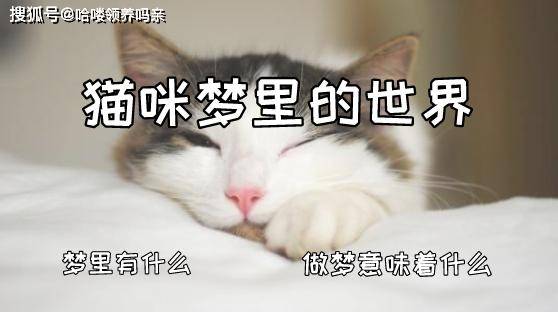 梦境解析，小白猫现身床头，寓意何在？
