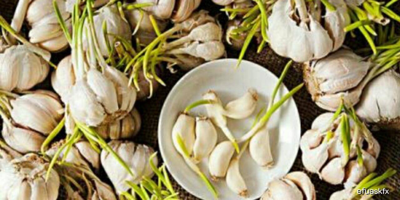 熟蒜的功效作用与主治 0542fb198bb547b899d3fdd3dfb99121.jpeg