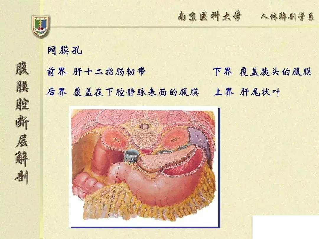 (分区图,交通图,插图有助于理解)第四篇(关于腹膜内/间/外位器官的