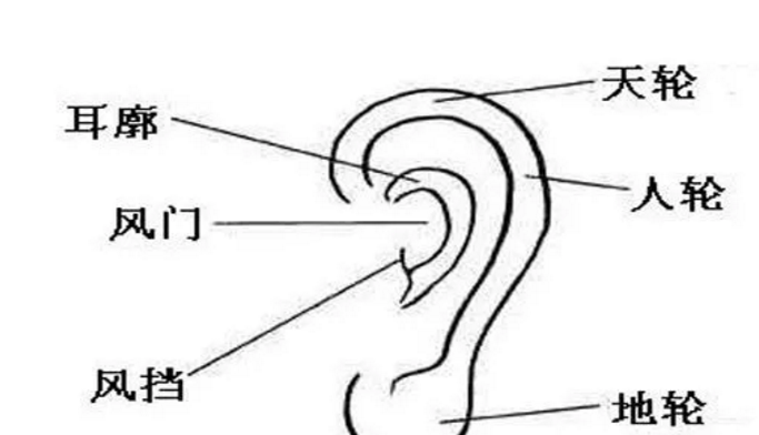 风水命理刘老师/书在面相中耳朵被称为"采听官",也分为三部分,即天轮