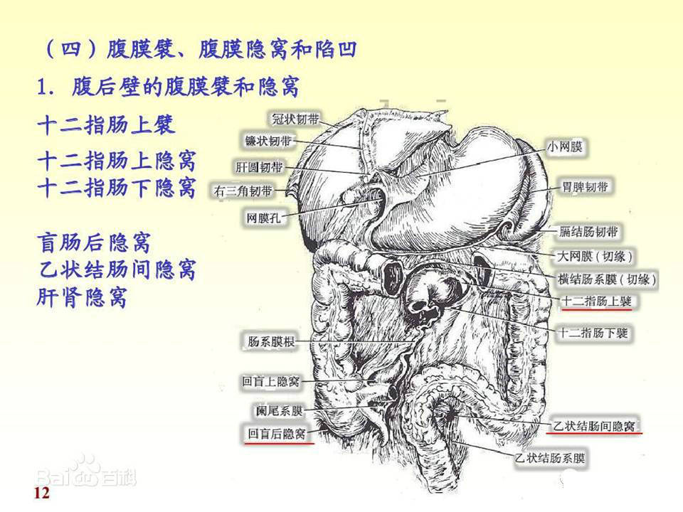 【解剖】腹膜及腹膜腔(经典讲解汇总)