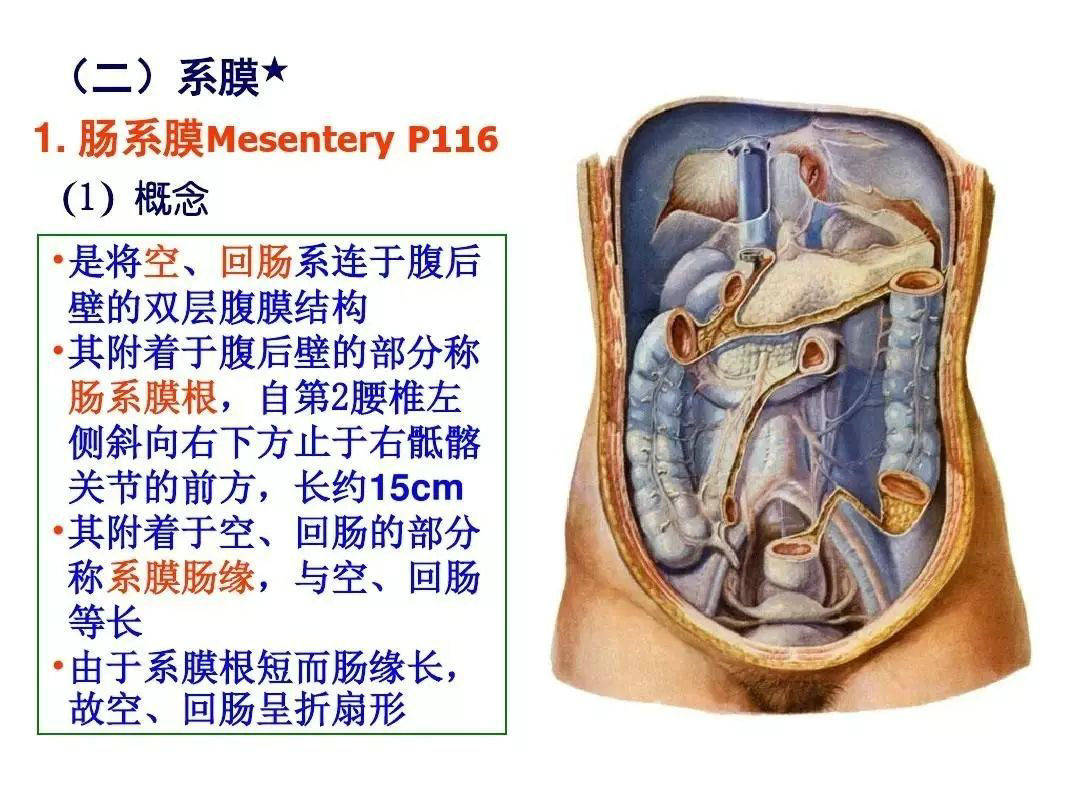 【解剖】腹膜及腹膜腔(经典讲解汇总)_肠系膜