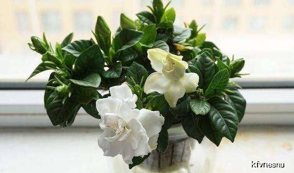 夏天种什么花容易活 287f29f5a7c1443f847830e3935e0e5c.jpeg
