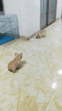 日常欢笑图片:妹子,是吃不了兜着走