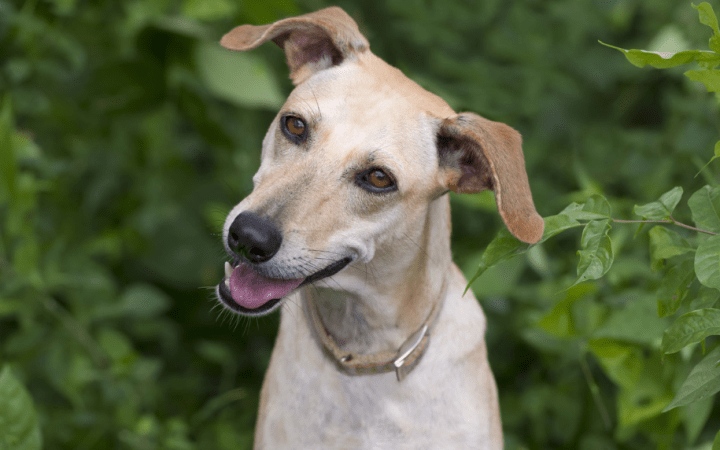 如何给狗狗喂水最方便 6b573f8369ea44ab90b71d95c056e1ec.png