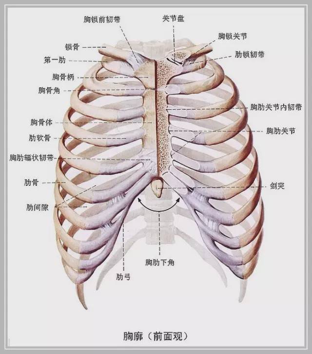 人体总共有12对肋骨,左右对称,第1-7对跟胸骨相连,称为真肋;第8-12