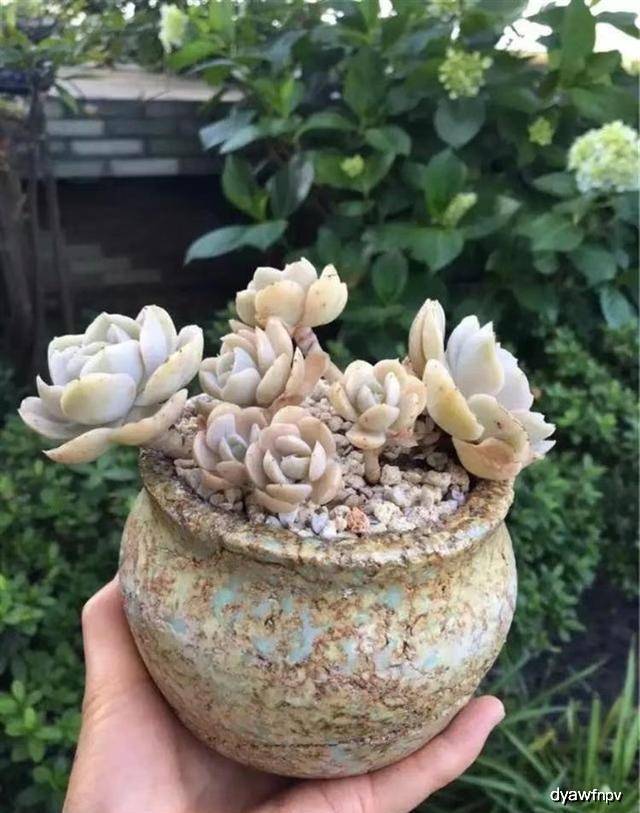 多肉怎么爆盆成桩 8fef29d3f6fb4c77a628b4ed42f42951.jpeg