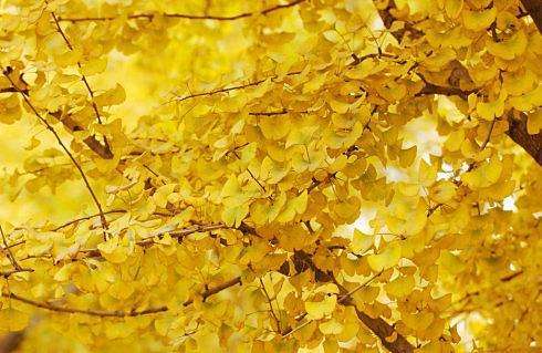 蓟县两颗银杏树小院火了?满院迷人的金黄色树叶,令人沉浸于此!