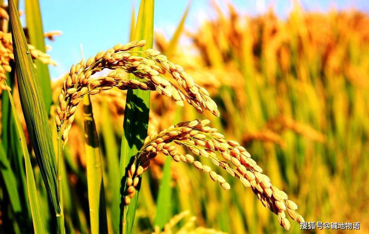 海水稻打开了粮食增产的想象空间