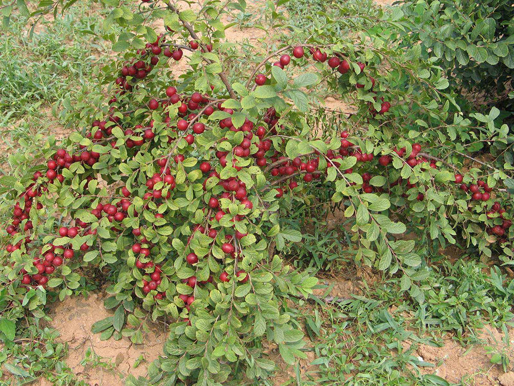 含钙量排行_农村这种野菜,含钙量堪比钙片