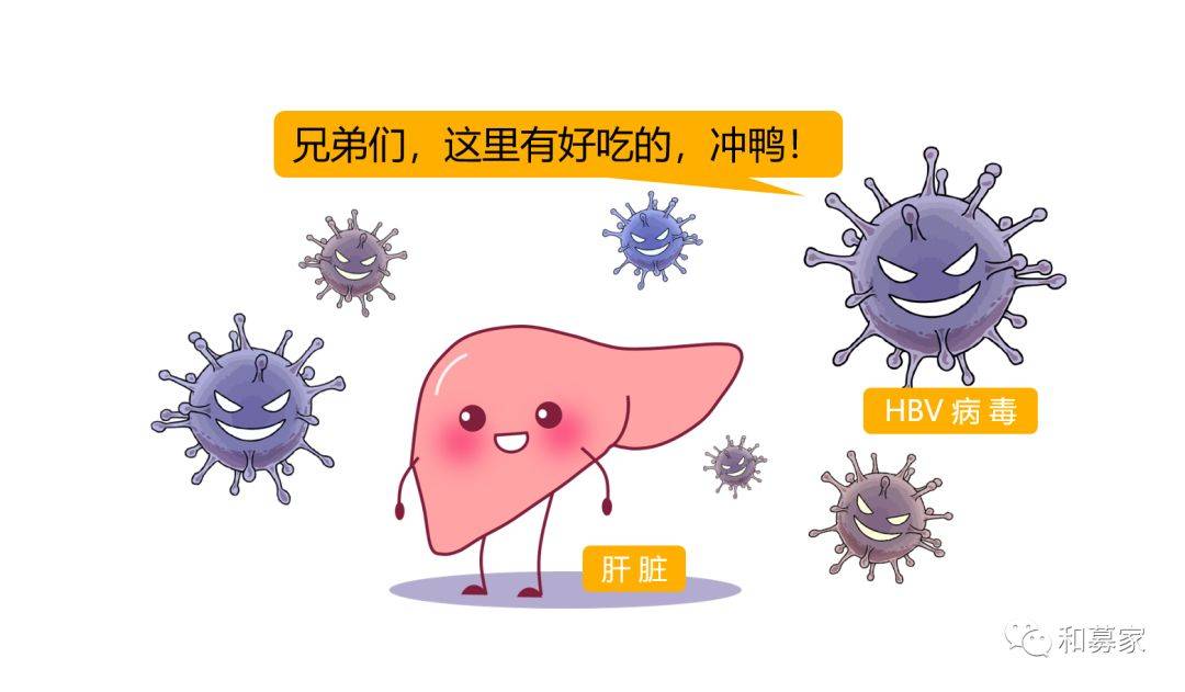 都正科普 | 【图解】乙肝是怎么形成的?_病毒