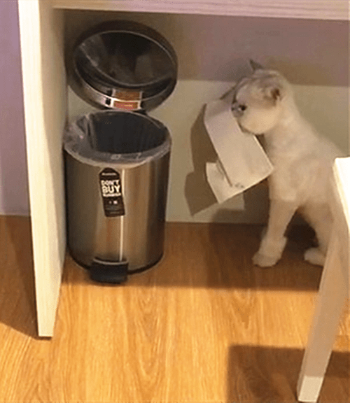 怎么防止猫乱翻垃圾桶 1d82b73f54cb4e04bfafc98dd6c0a9e3.png