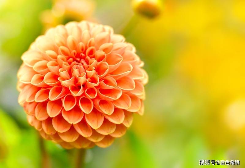 原创世界十大名花之一大丽花,摄影怎么拍?4个思路,拍出华丽娇艳