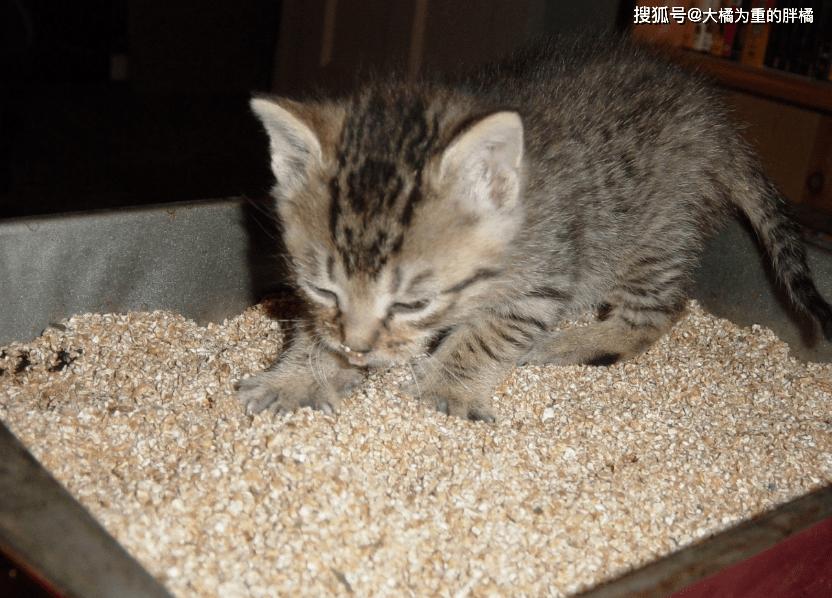 怎么养小猫不费钱 7b1400de3d734aa88569b9299a4b6997.png