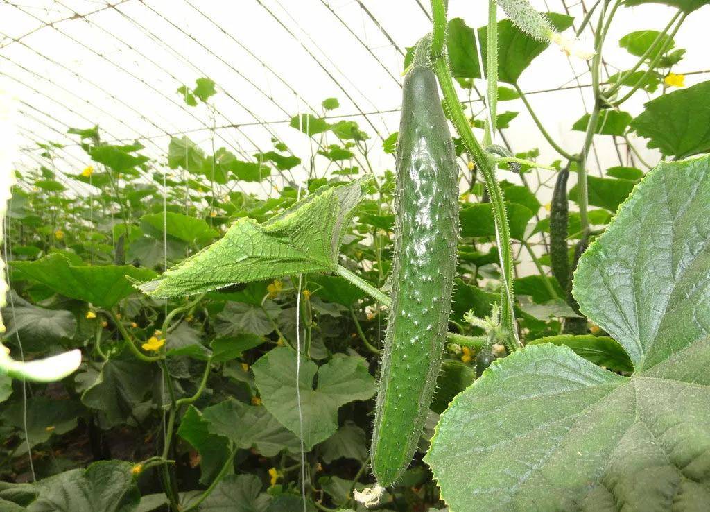 大棚黄瓜种植技术及病虫害防治