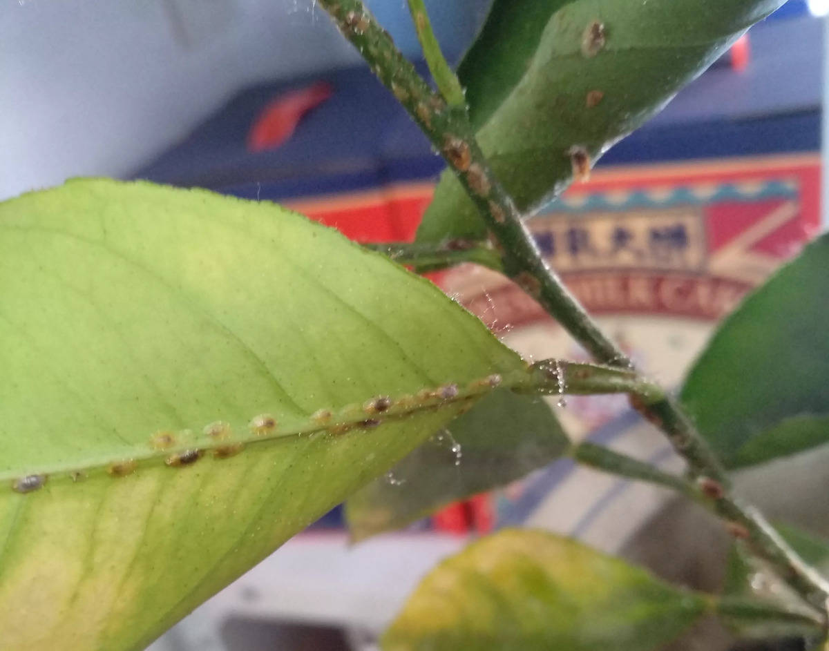 花友的柠檬树叶上爬满了有壳小虫,可能是介壳虫,如何防治?