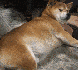 cd5492f18ae84584b74d8fe28ab469ce.gif