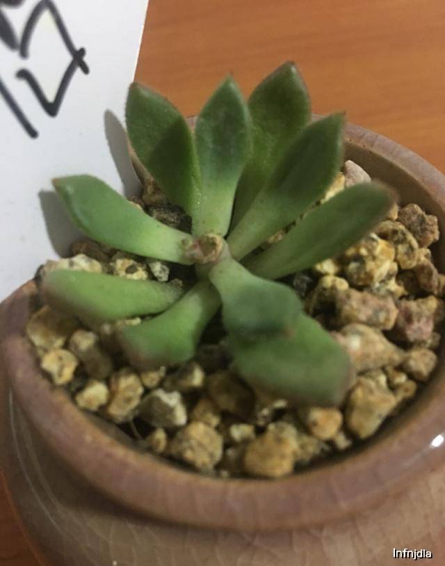 多肉如何正确的砍头 f4b0ee37e737498d8f7ddd6e6711d322.jpeg