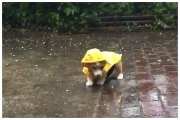 原创柯基下雨天穿雨衣去遛弯,走两步就摔了个狗吃屎,短腿的悲哀啊