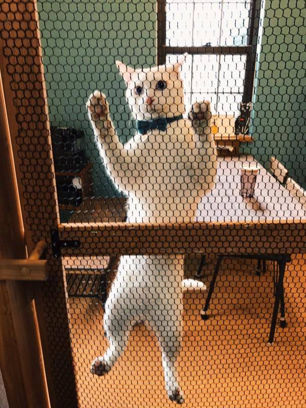 定制|没几天被猫咪破解!花了冤枉钱啊主人精心定制防猫门