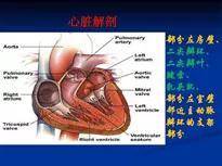 1,二尖瓣在哪些?瓣叶,瓣环,腱索,乳头肌是什么?