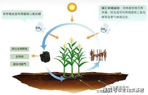 林启美专访生物炭或将成为土壤中不可缺少的组分