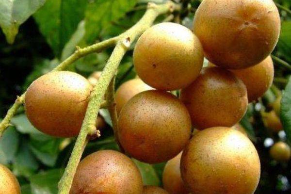 黄皮是水果吗 580788e6f18f4f77b66caa80bb472d75.jpeg