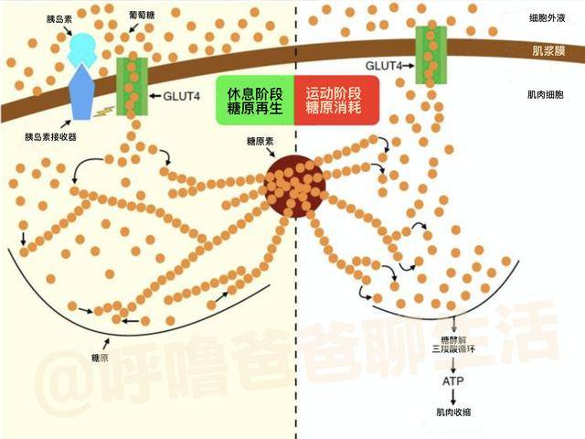 在这个过程中,葡萄糖分子通过糖酵解立刻生成能量atp供肌肉使用,或者