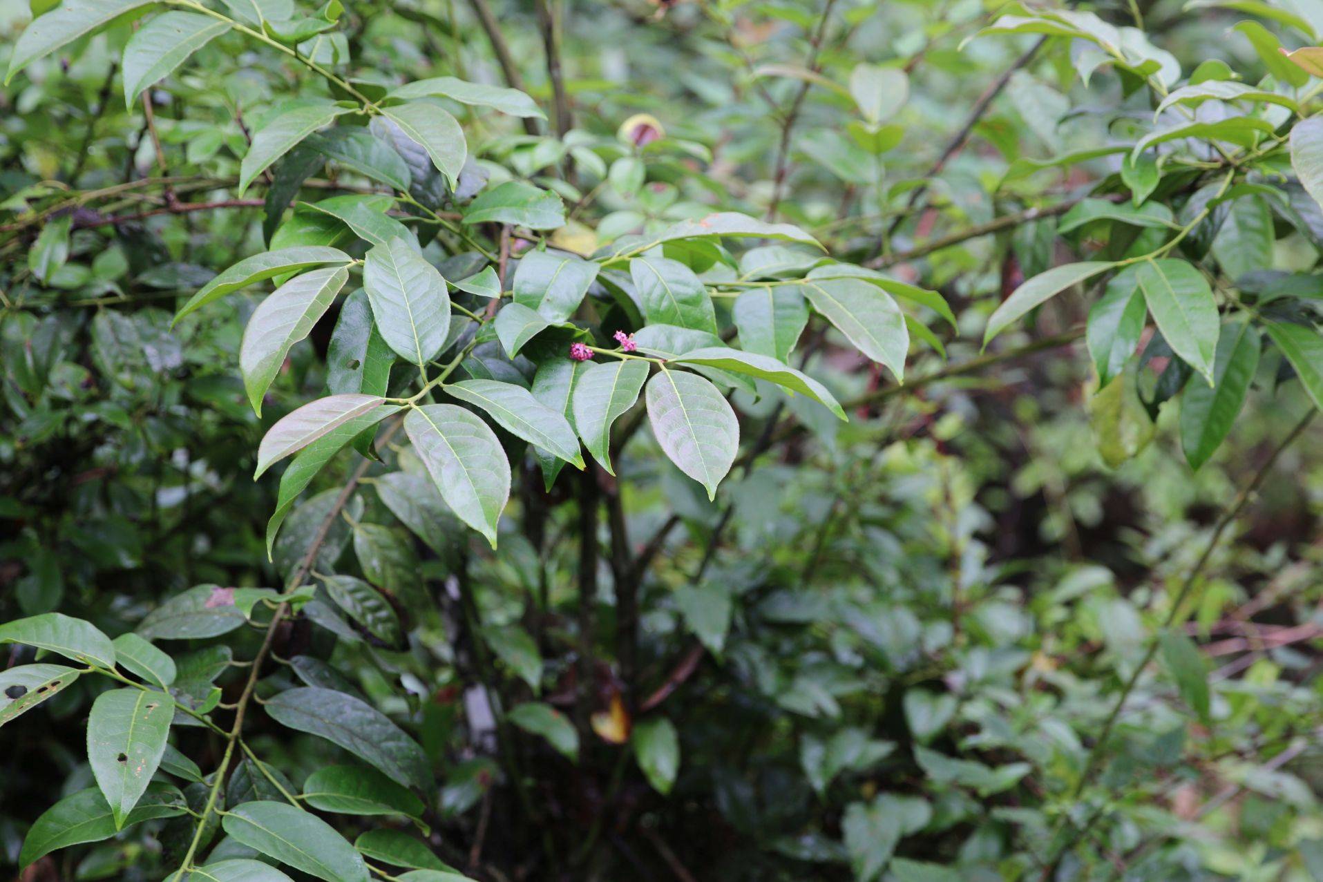 庆元植物1177-冬青科-冬青属-广东冬青