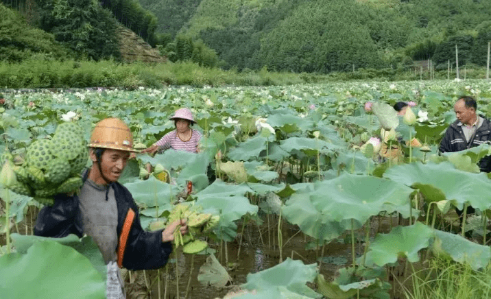 政和人口有多少_400万元政和通宝图片(2)