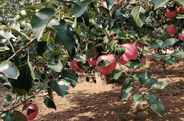 庄河gdp_大连庄河图片(3)