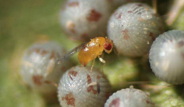 寄生蝇 赤眼蜂/trichogramma wasp 赤眼蜂科约有80属,目前全世界已